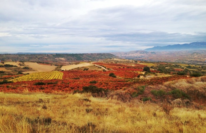 Campo Viejo wijngaarden