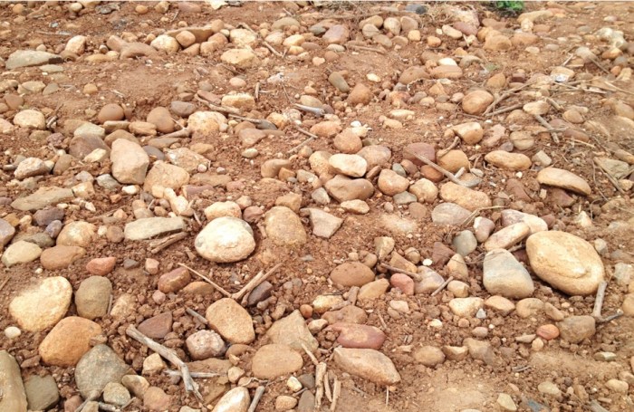 Campo Viejo wijngaarden herfst