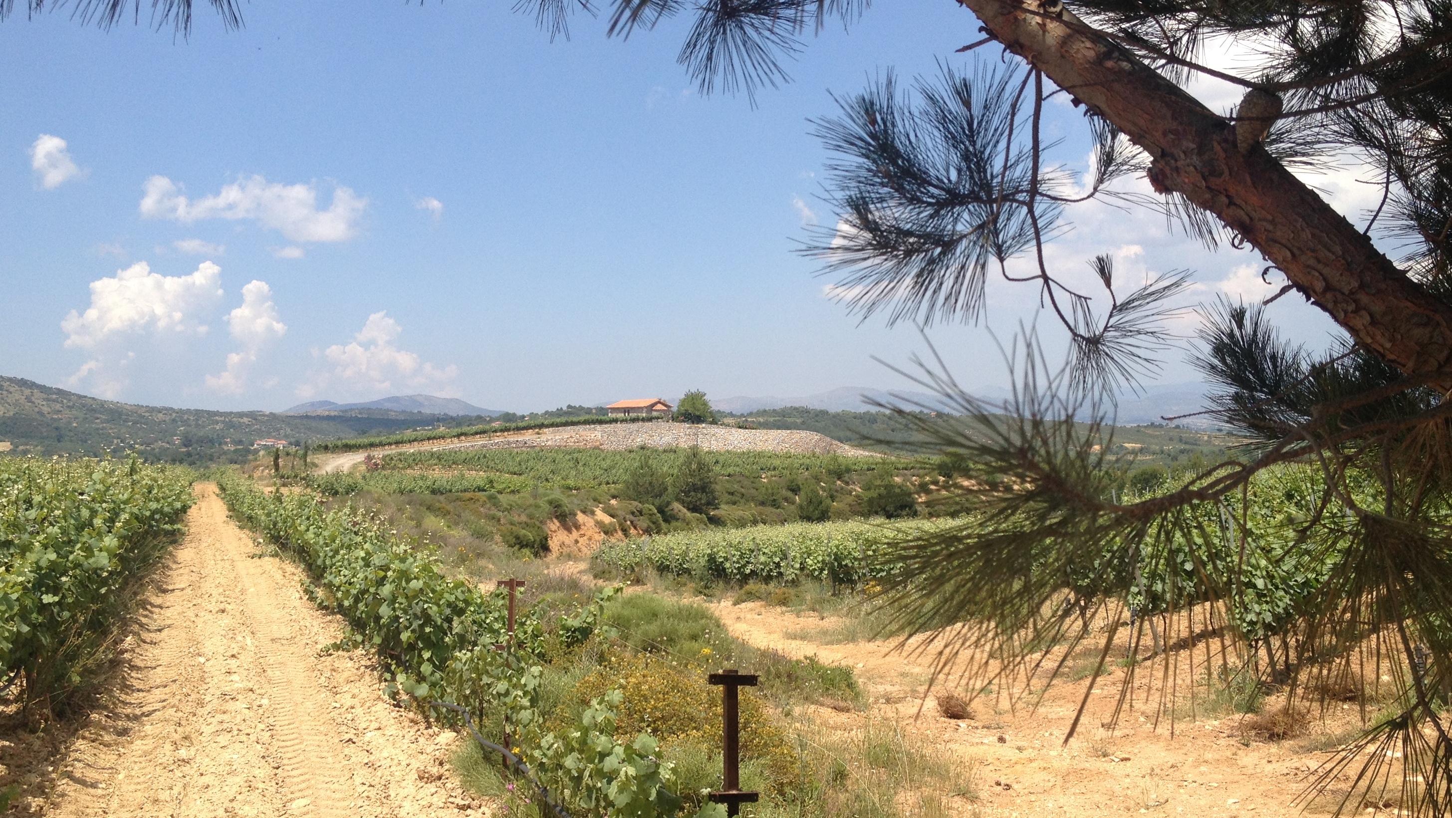 Wijngaarden van Nemea