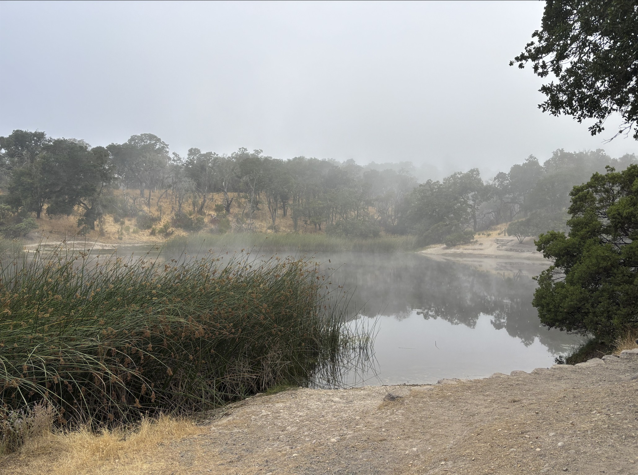 Morning fog in the Sonoma vineyards